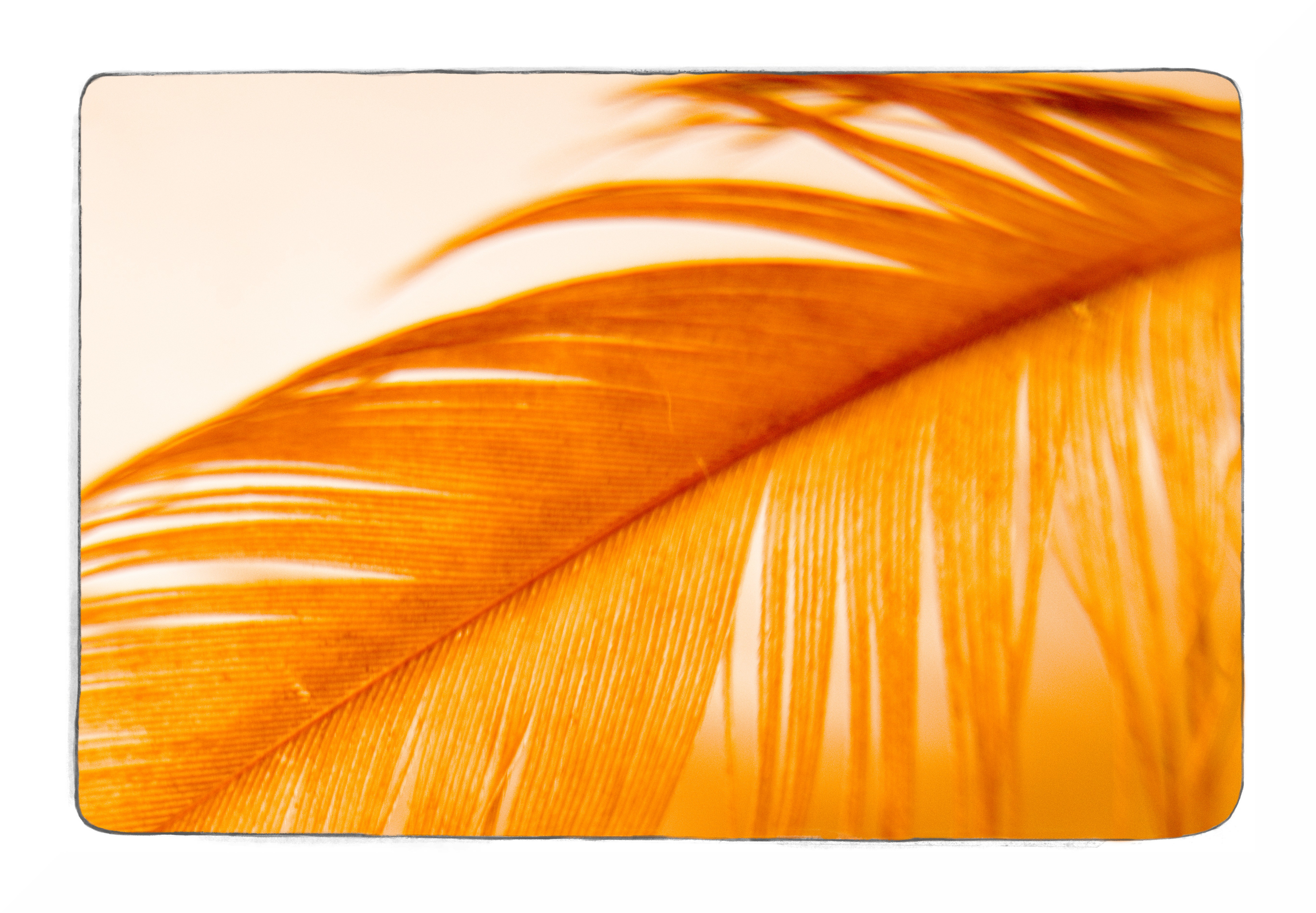 A feather in orange