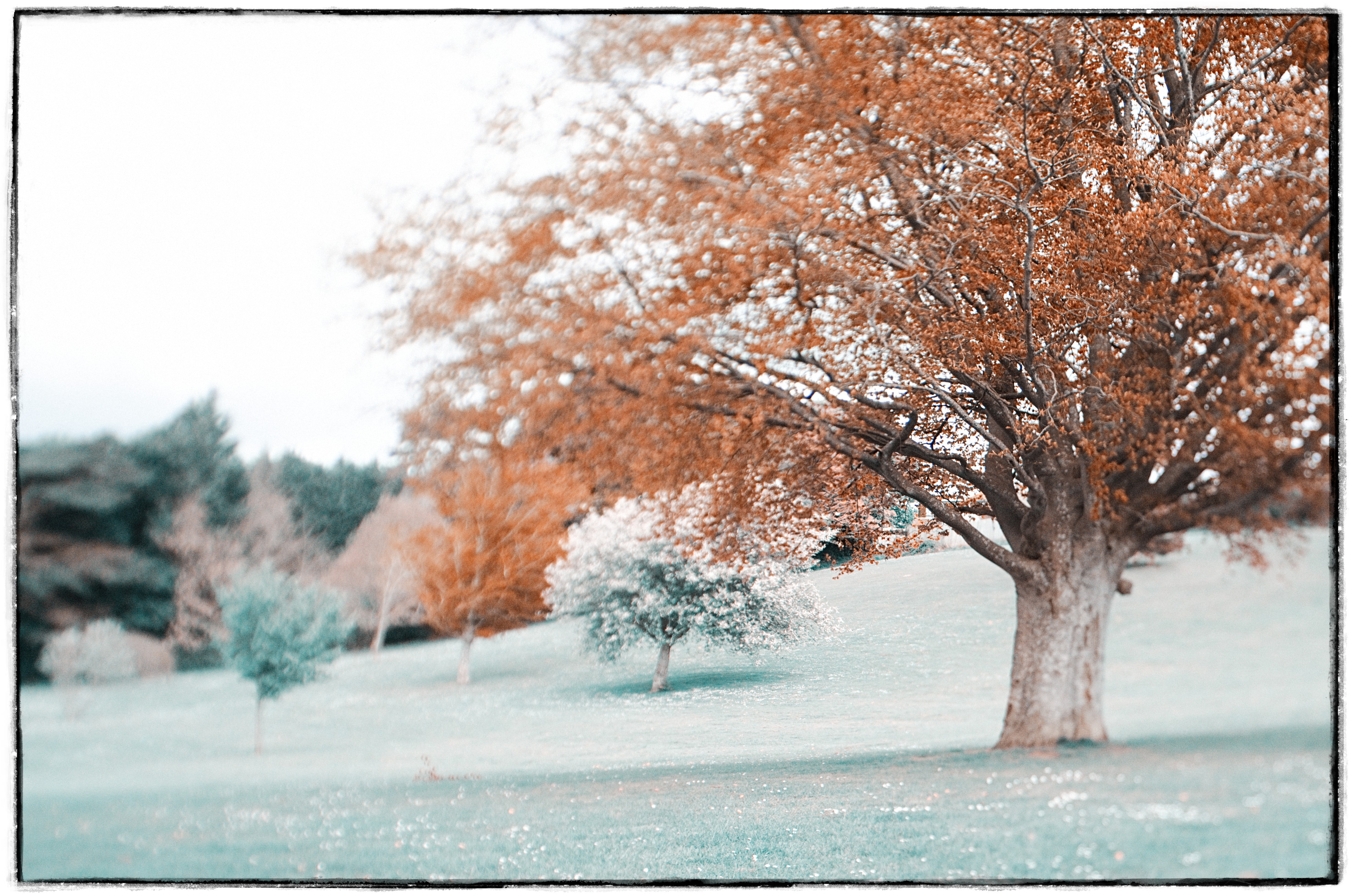 A false colour image of trees